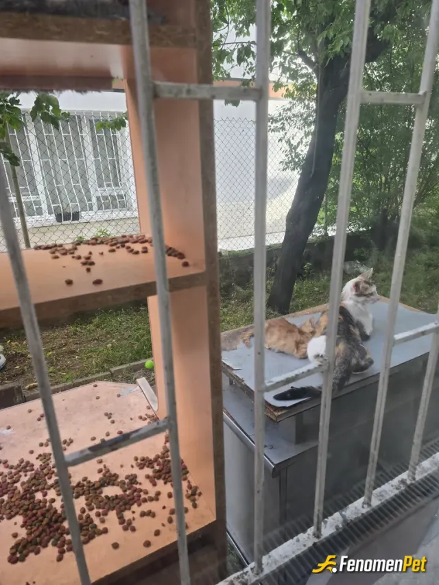 Sokak hayvanı besleme: Bahçemin kedi üyelerinden yalnızca ikisi. Yüzsüz ve balım :) dolaplardan yapmış olduğumuz barınma ve her gün