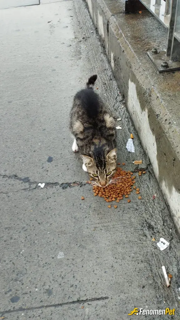 Sokak hayvanı besleme: Her canlının yaşam hakkı vardır ve hiçbir canlı bir diğerinden üstün değildir.