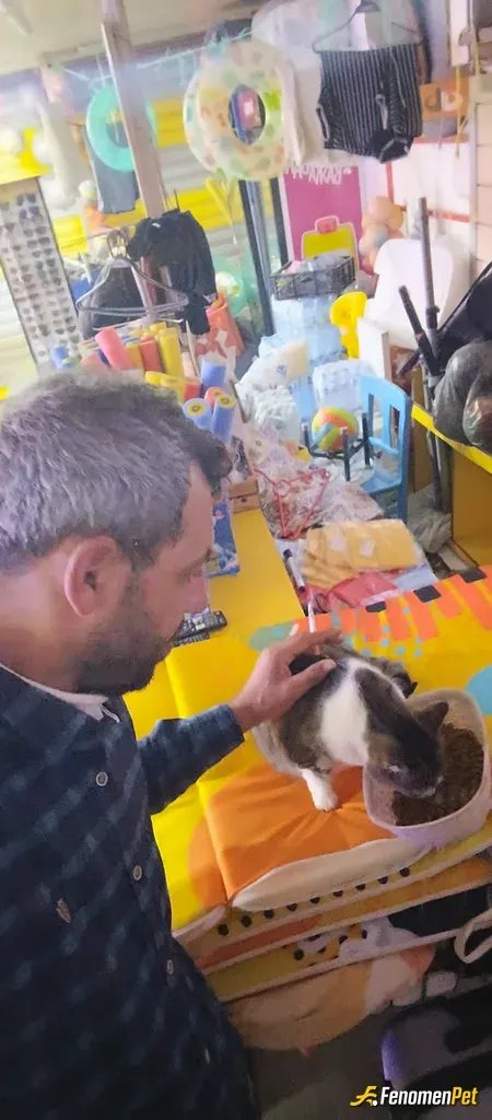 Sokak hayvanı besleme: Mama alıyorum sokak hayvanları besliyorum