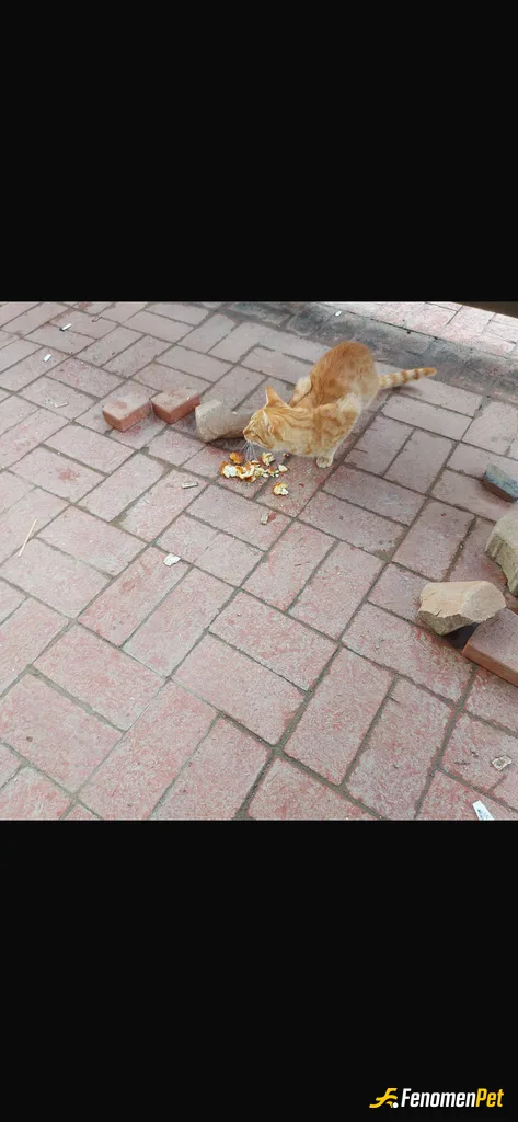 Sokak hayvanı besleme: evimin önündeki sokak kedim :)