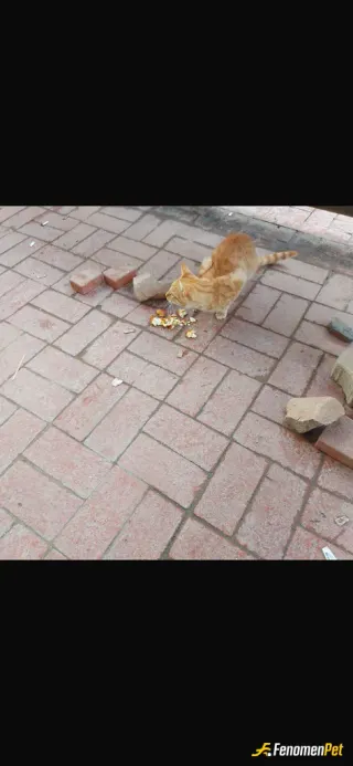 Sokak hayvanı besleme: evimin önündeki sokak kedim :)