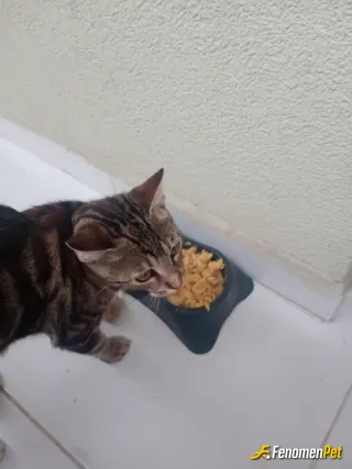 Sokak hayvanı besleme: Dışarıdan kedi alıp besledim
