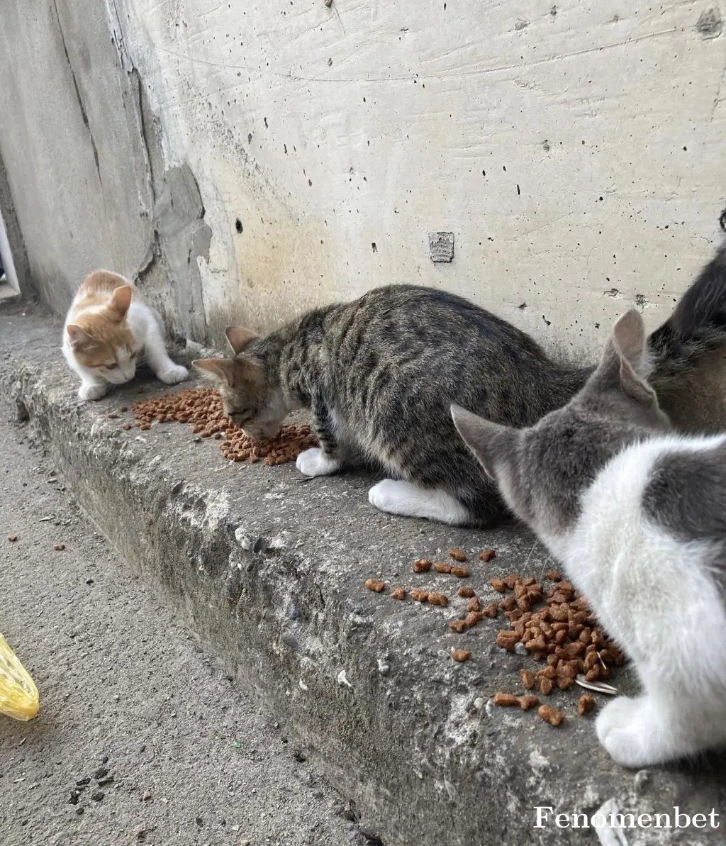 Nesrinbagci tarafından paylaşılan fotoğraf