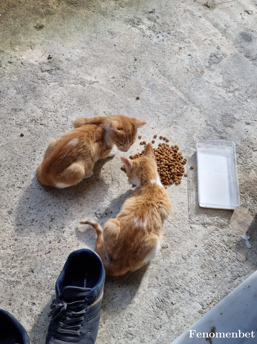 temhaizm tarafından paylaşılan fotoğraf