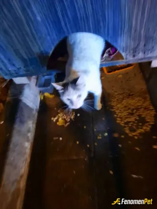 Sokak hayvanı besleme: Mutlu kedi!