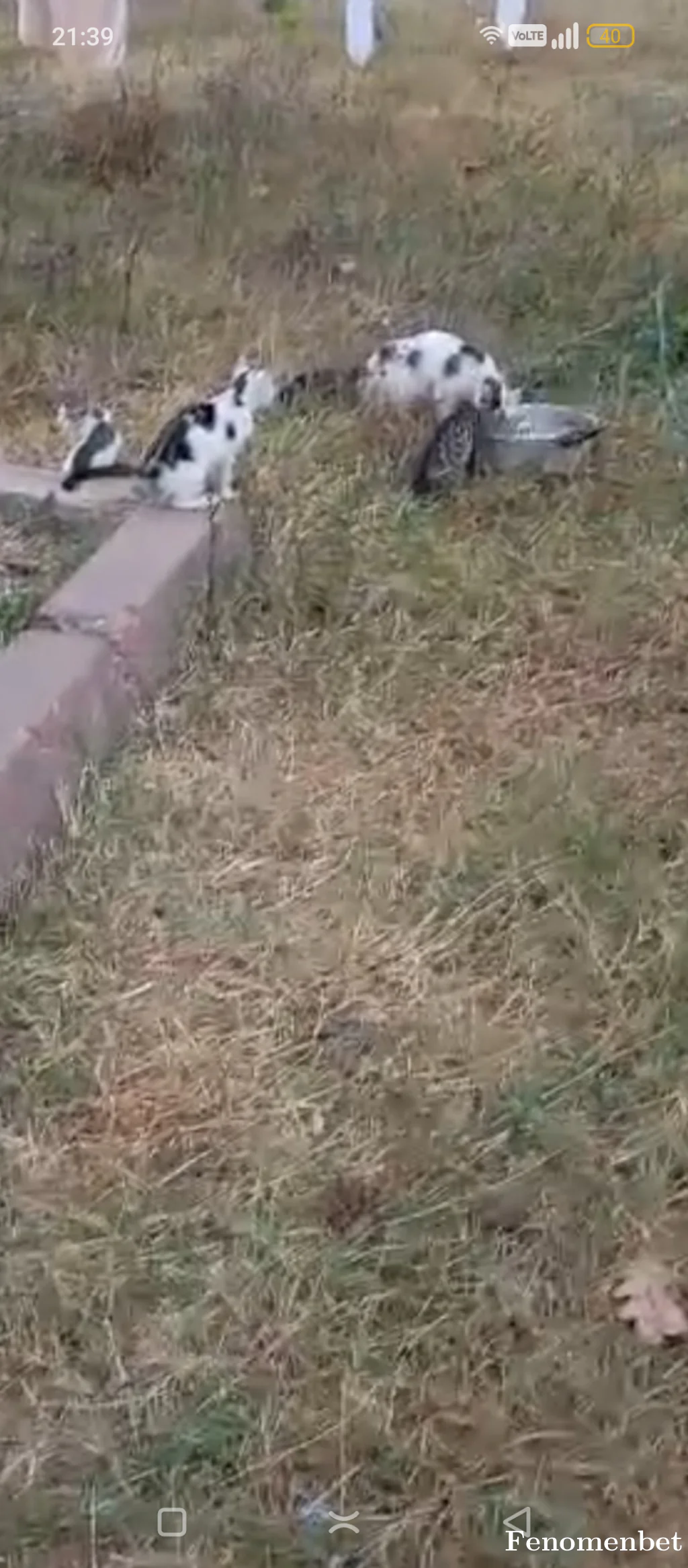 Enver3455 tarafından paylaşılan fotoğraf