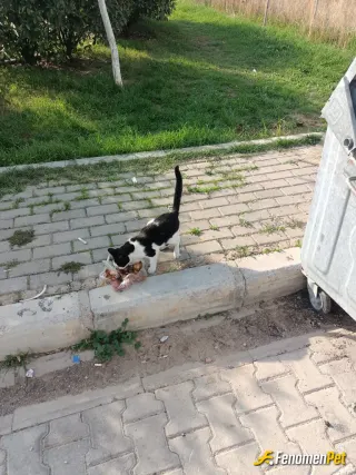 Sokak hayvanı besleme: Evde biriken balık kemik ertesi güne kalan tavuk parçalarını arada tavukçu dan aldığım boyunları kaynatıp maha