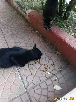 Sokak hayvanı besleme: Hayvanları seviyorum