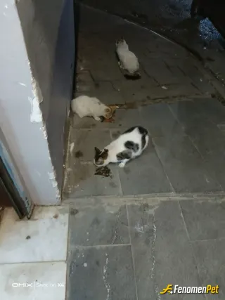 Atilla009 sokak hayvanını beslerken çektiği fotoğraf