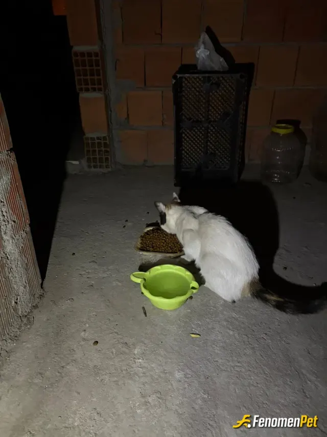 Sokak hayvanı besleme: .