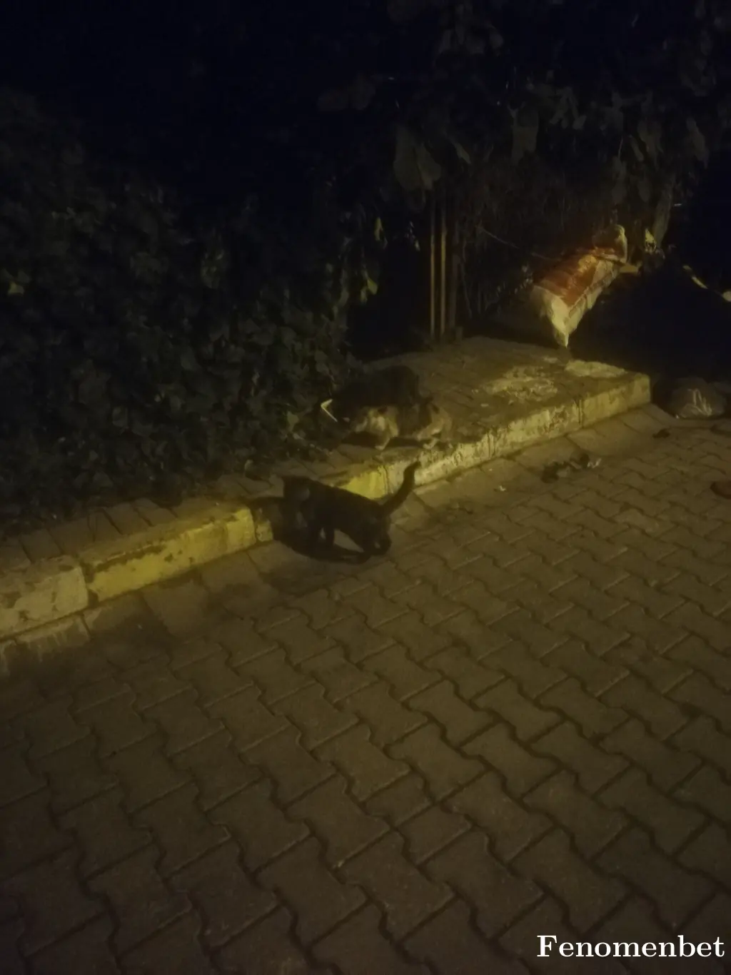 Serhatkpcg  tarafından paylaşılan fotoğraf