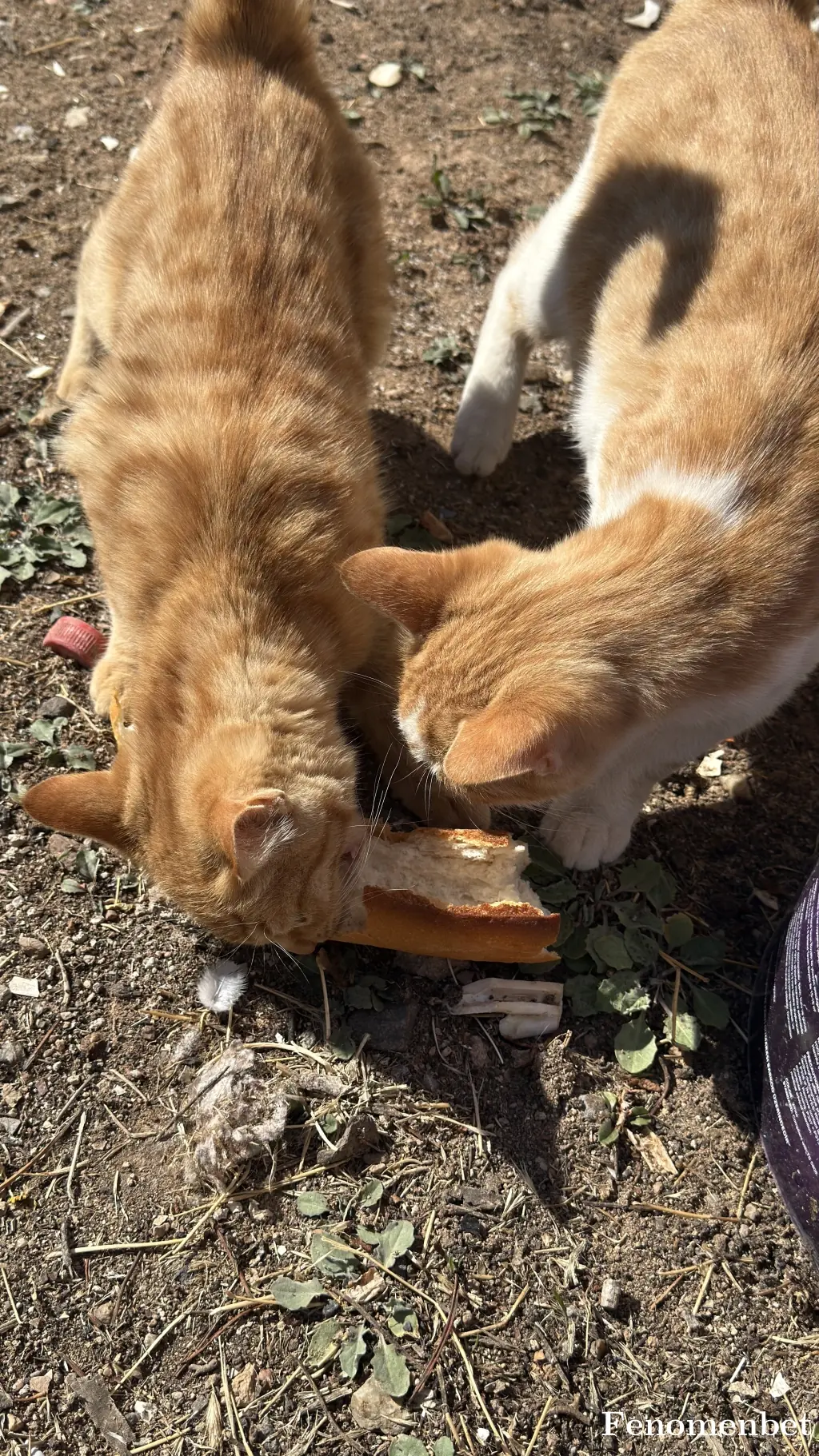 Metin1439 tarafından paylaşılan fotoğraf