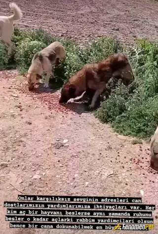 Sokak hayvanı besleme: Teşekkürler fenomenbet