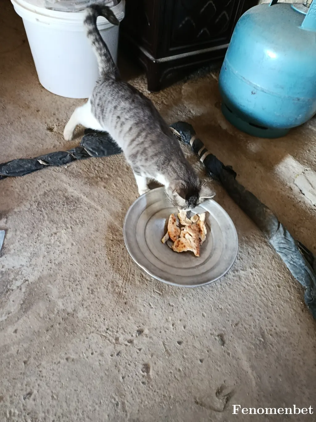 ahmett18  tarafından paylaşılan fotoğraf