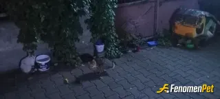 Sokak hayvanı besleme: Gece misafirlerimiz hoş gelmişler