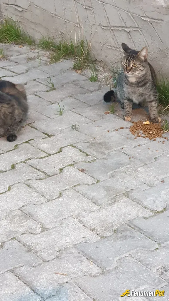 Sokak hayvanı besleme: Onlarında bu hayatın bir parçası olduğunu unutmayalım...
