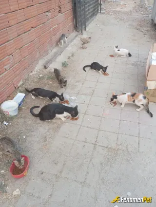 Sokak hayvanı besleme: Sokağımdaki canlardan ufak bir kesit sadece. Sıcakta bir kap su, soğukta biraz mama bir karton yuva hiç zor ol