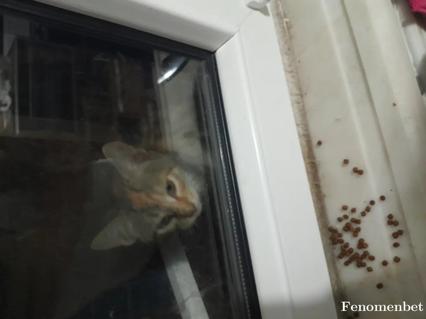 jessy tarafından paylaşılan fotoğraf