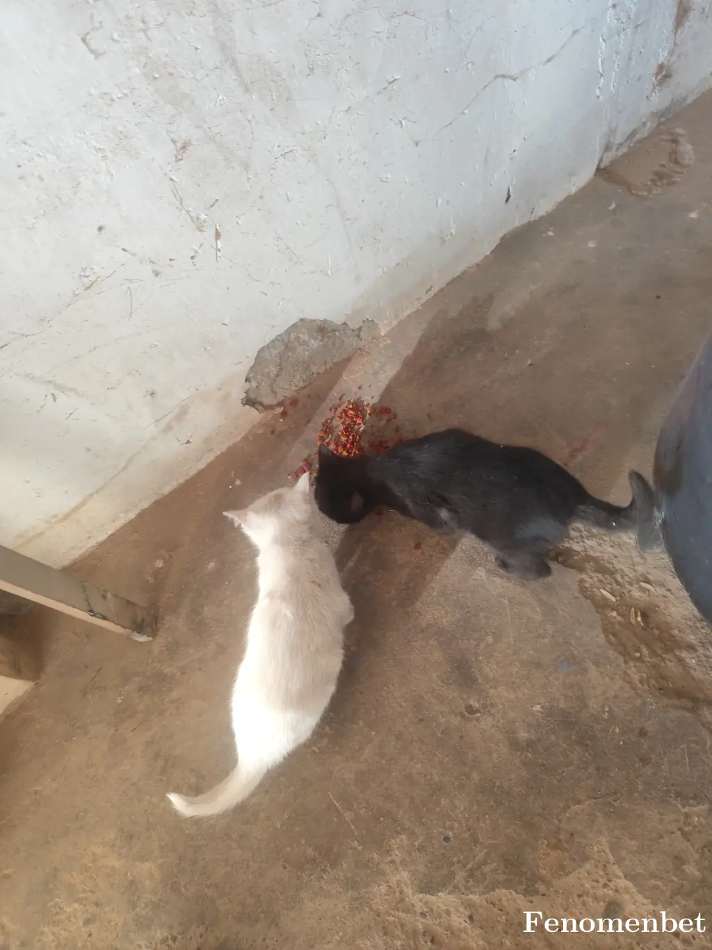 Furkanc30 tarafından paylaşılan fotoğraf