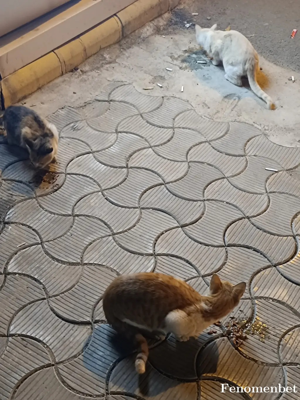 Kibrit21 tarafından paylaşılan fotoğraf