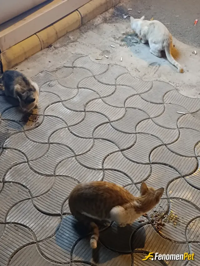 Sokak hayvanı besleme: Bir kedinin dostluğu tonlarca ilaçtan sifalidir