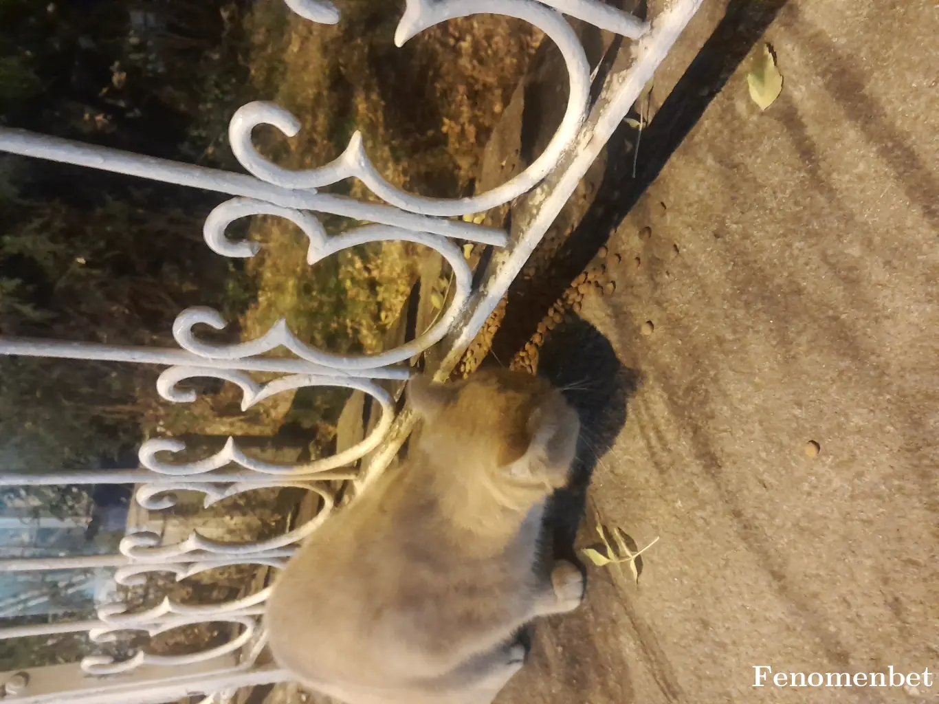 Akirkit tarafından paylaşılan fotoğraf