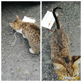 Sokak hayvanı besleme: #Fenomenpet - aracımda mutlaka mama bulunur, aslında canları beslerken foto çekmeyi de pek sevmiyorum, fakat b