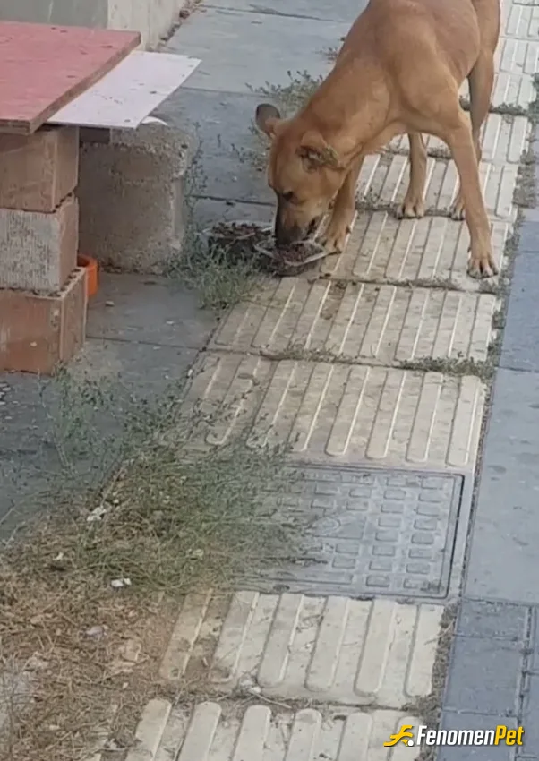 Sokak hayvanı besleme: Bu canlılar biz insanlra emanettir
