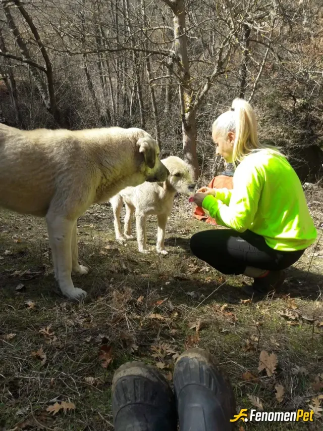 Sokak hayvanı besleme: Sokakta baktığım bir çok kedi ve köpek var fırsat buldukça bursanın belirli köylerine ve yol kenarlarındaki kö