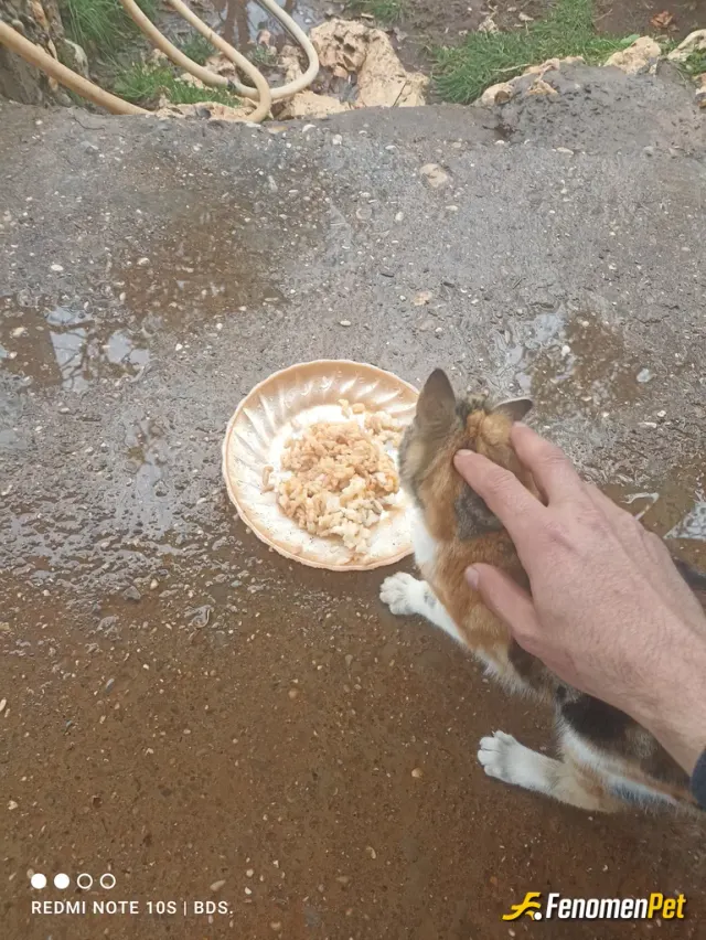 Sokak hayvanı besleme: evimin etrafında gördüğüm kedi köpeklere bi günde 3 öğün yemek yiyorsam her seferinde onlara da veriyorum hang