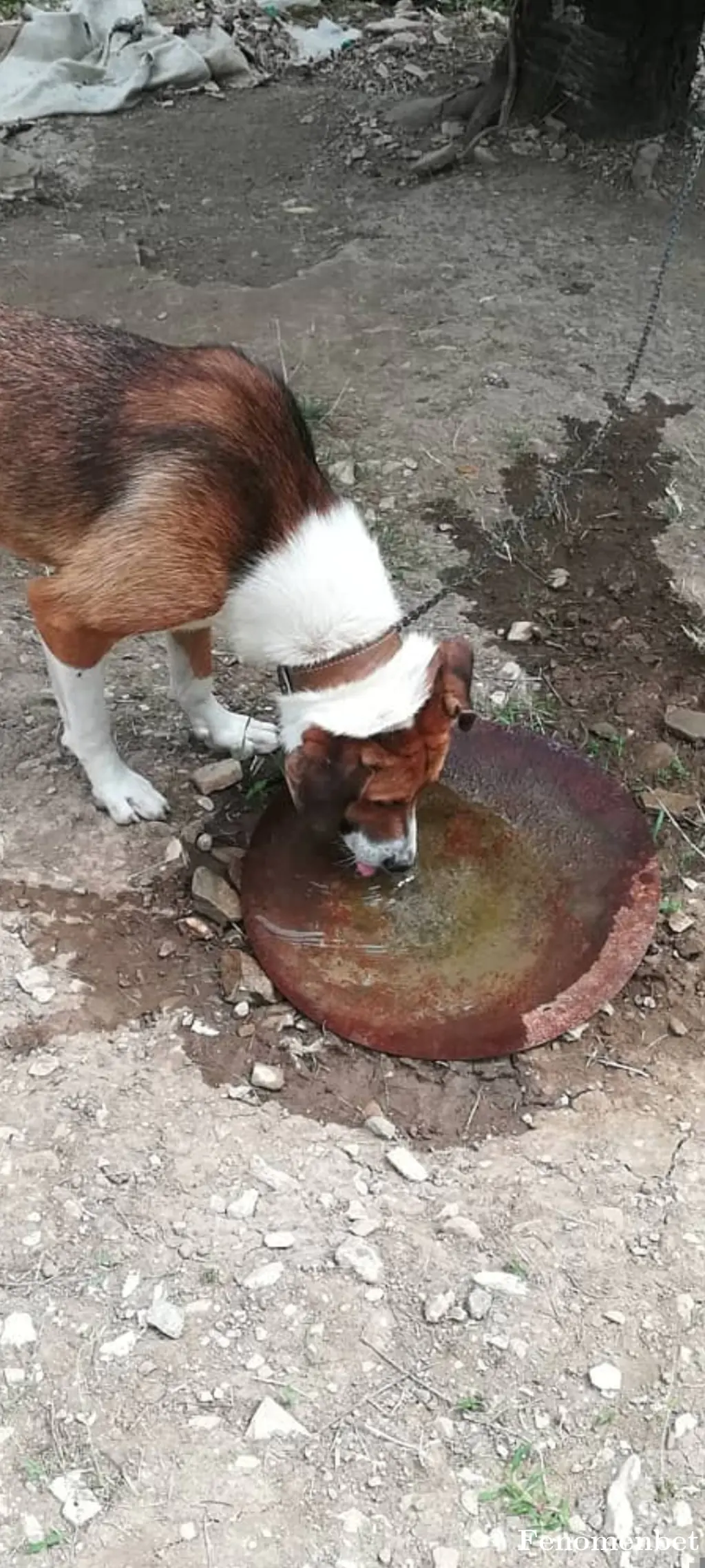 kaybeden52 tarafından paylaşılan fotoğraf