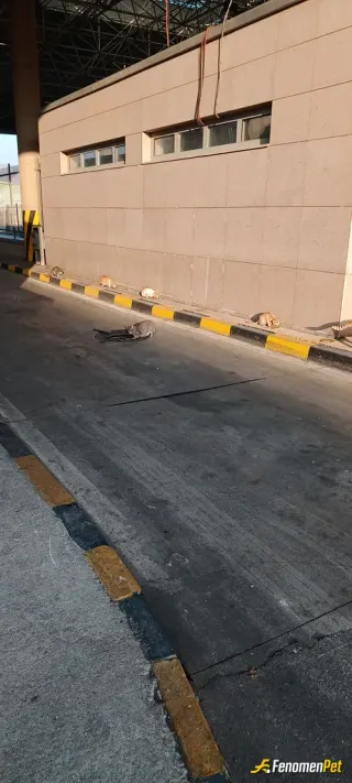 Sokak hayvanı besleme: Sıralı şekilde canlarım yemeklerini yer..