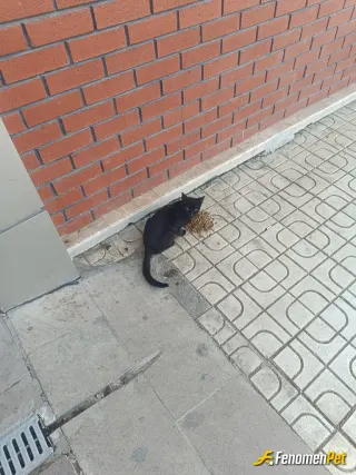 Sedat06 sokak hayvanını beslerken çektiği fotoğraf