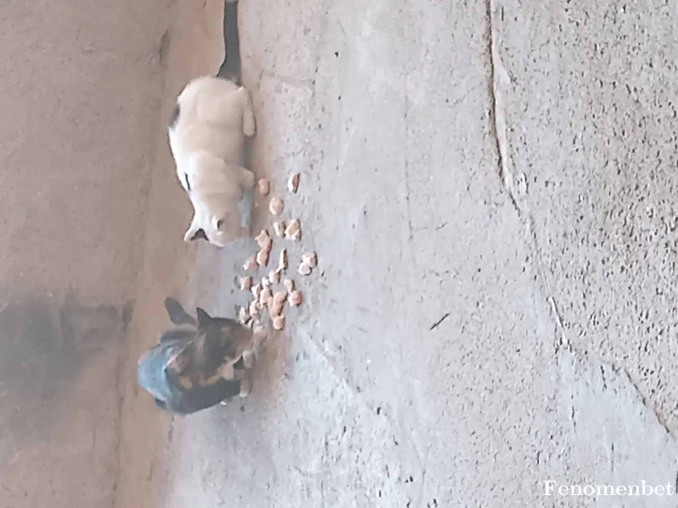 hakanm74 tarafından paylaşılan fotoğraf