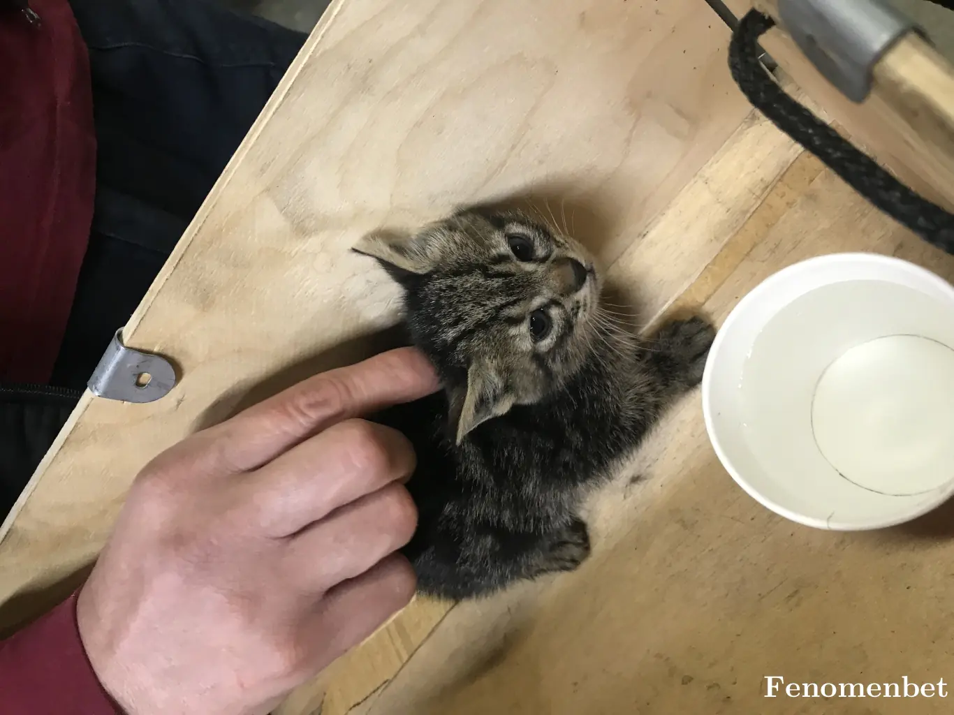 Şenol4747 tarafından paylaşılan fotoğraf