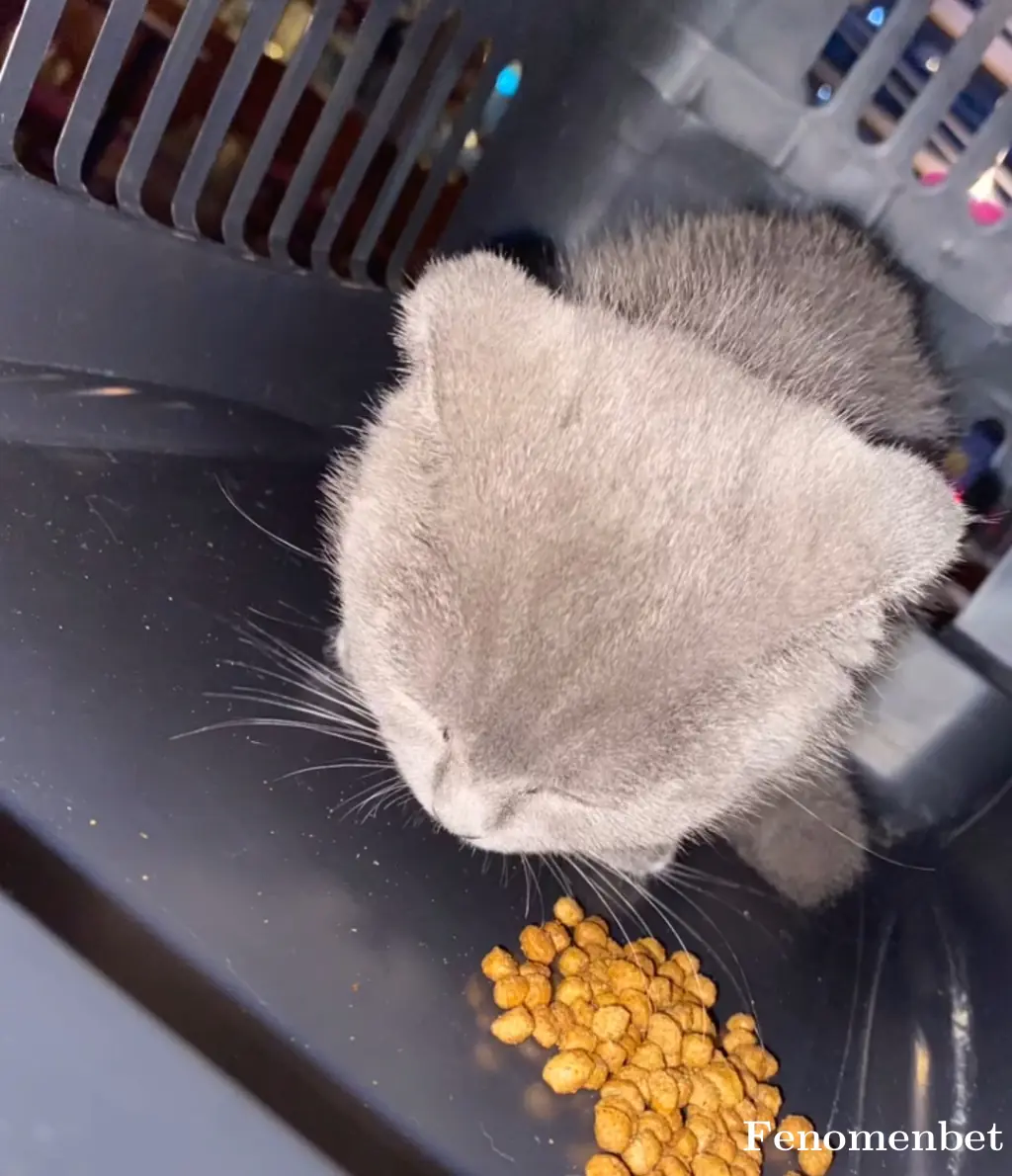 Hicranoyku33 tarafından paylaşılan fotoğraf