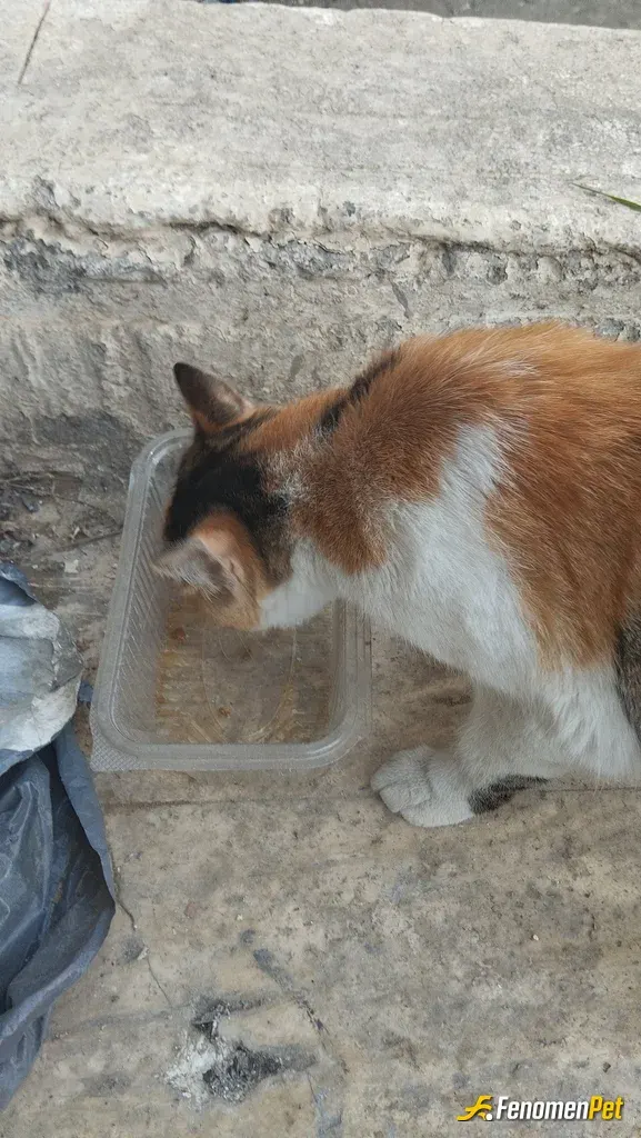Sokak hayvanı besleme: #fenomenpet