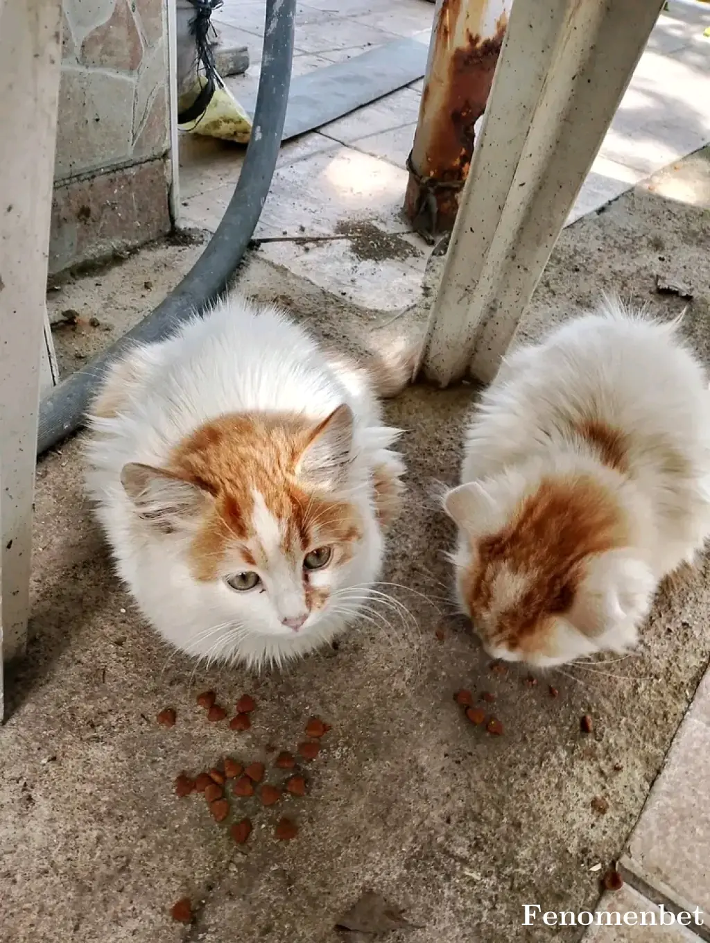 Cocobeyx tarafından paylaşılan fotoğraf