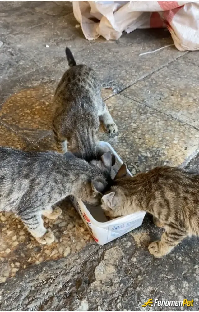 Sokak hayvanı besleme: Sokak hayvanları yardım etmek güzel