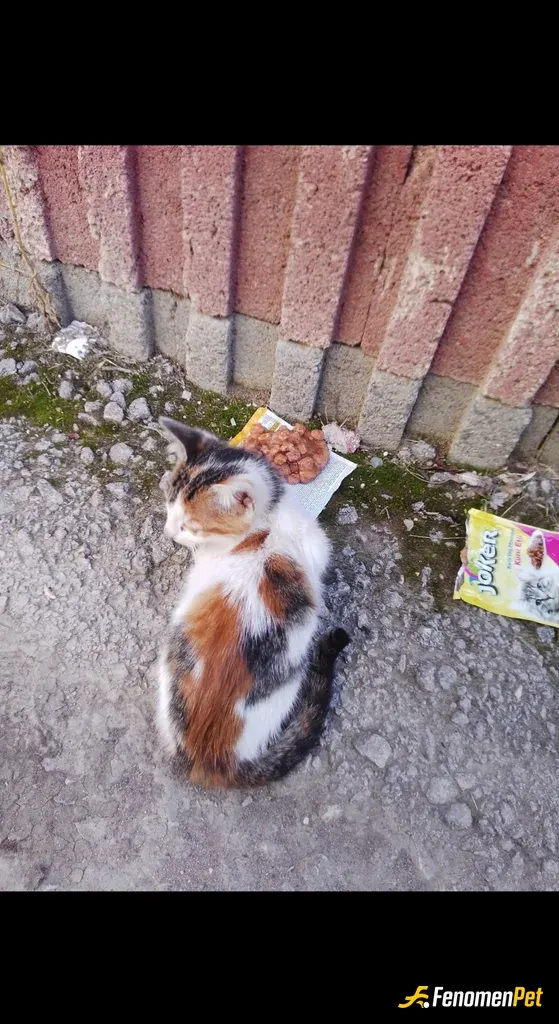 Sokak hayvanı besleme: Mama verdim ama karnı toktu yemedi :(