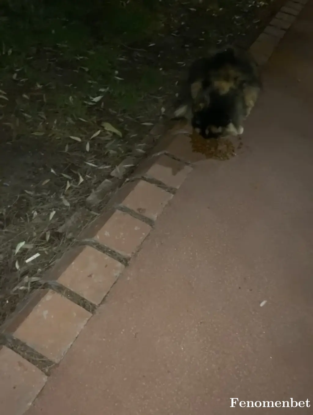 Hum35 tarafından paylaşılan fotoğraf