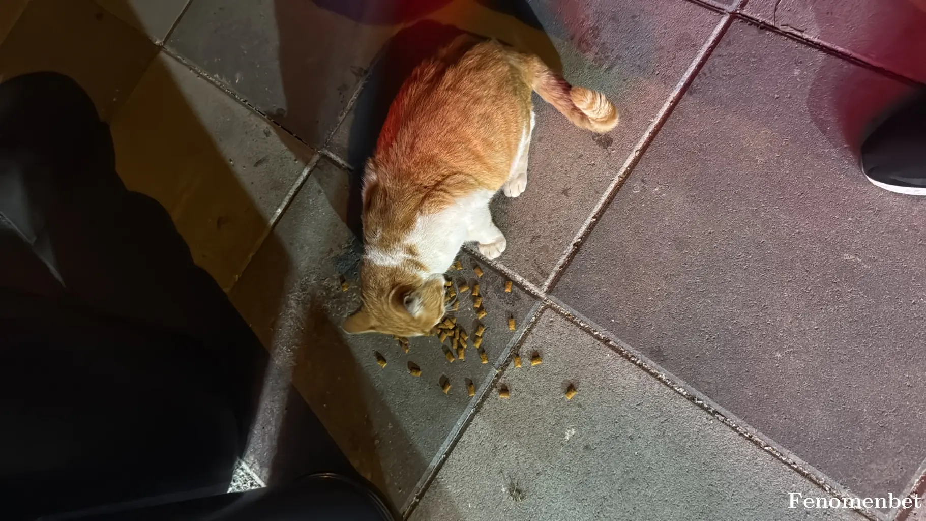 Falcon06 tarafından paylaşılan fotoğraf