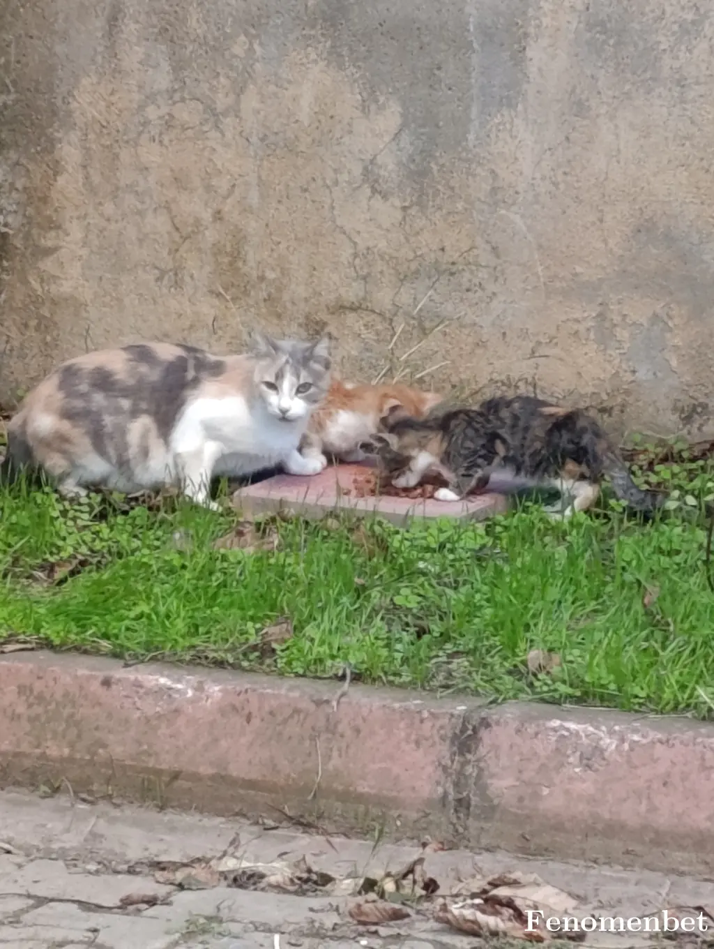 Vlkn15 tarafından paylaşılan fotoğraf