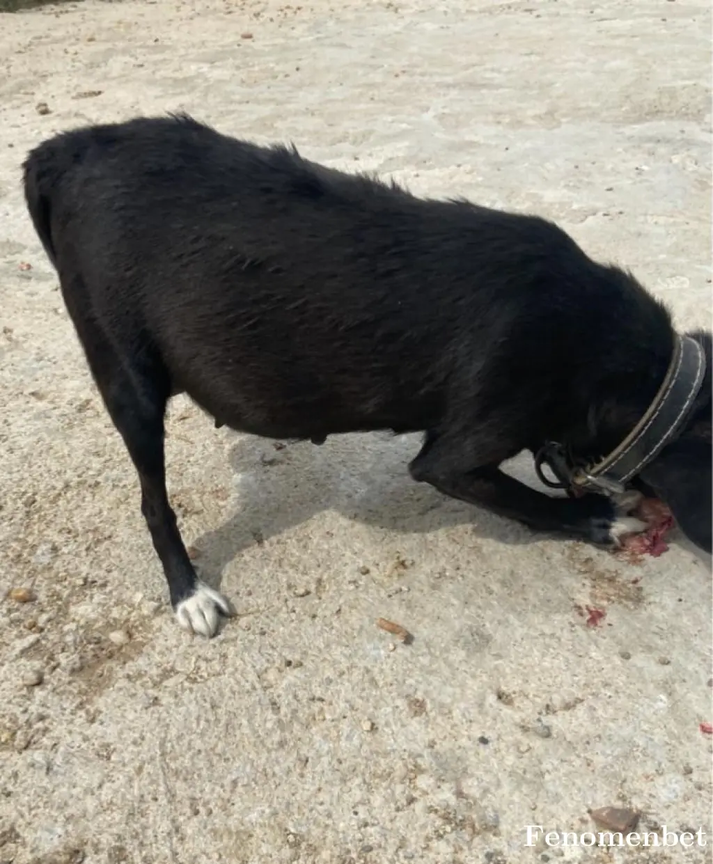 orhan59 tarafından paylaşılan fotoğraf