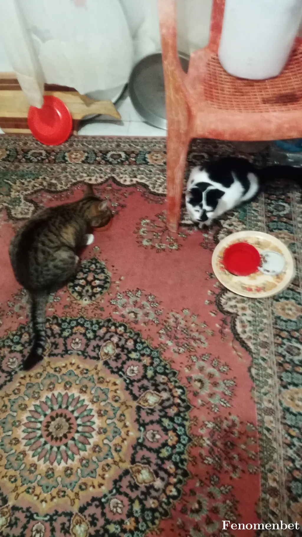 Alix07x tarafından paylaşılan fotoğraf