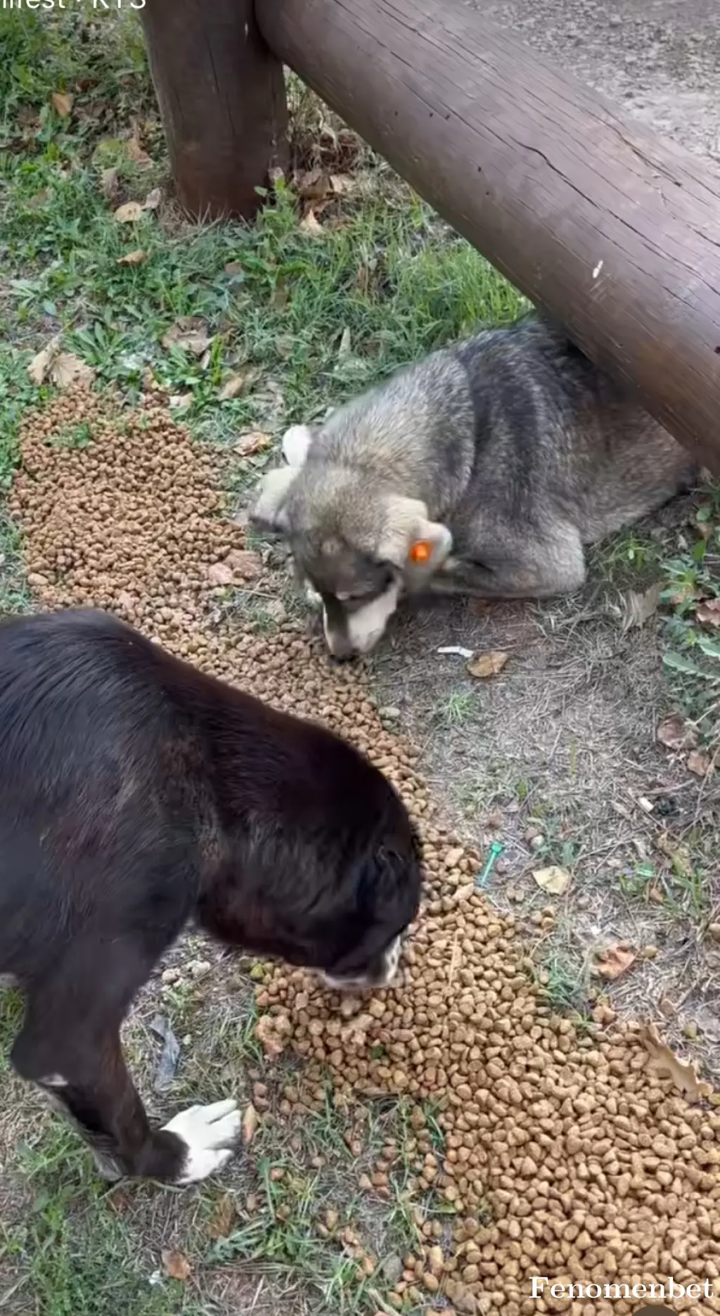 Fallen16 tarafından paylaşılan fotoğraf