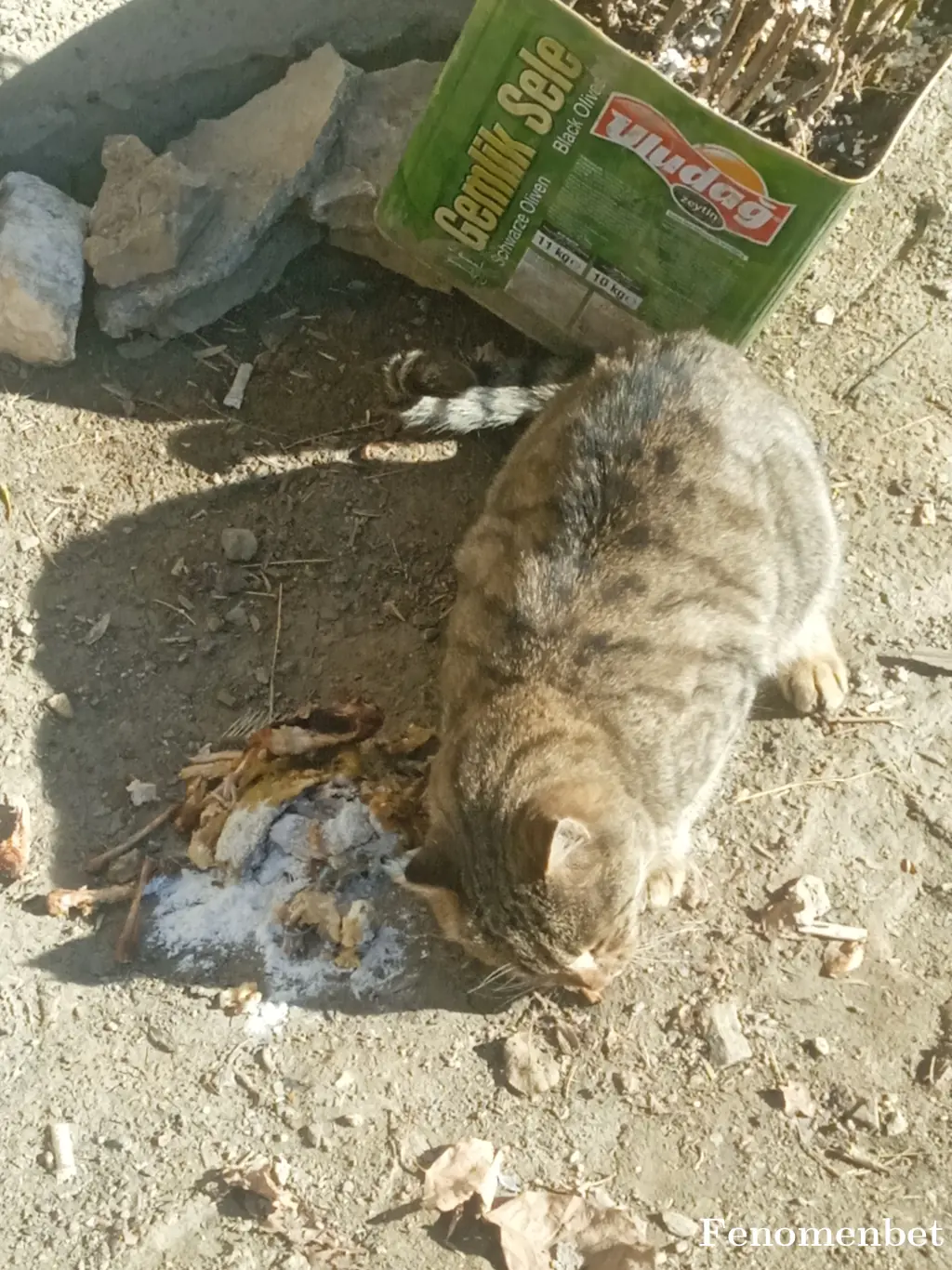 Atila6565 tarafından paylaşılan fotoğraf