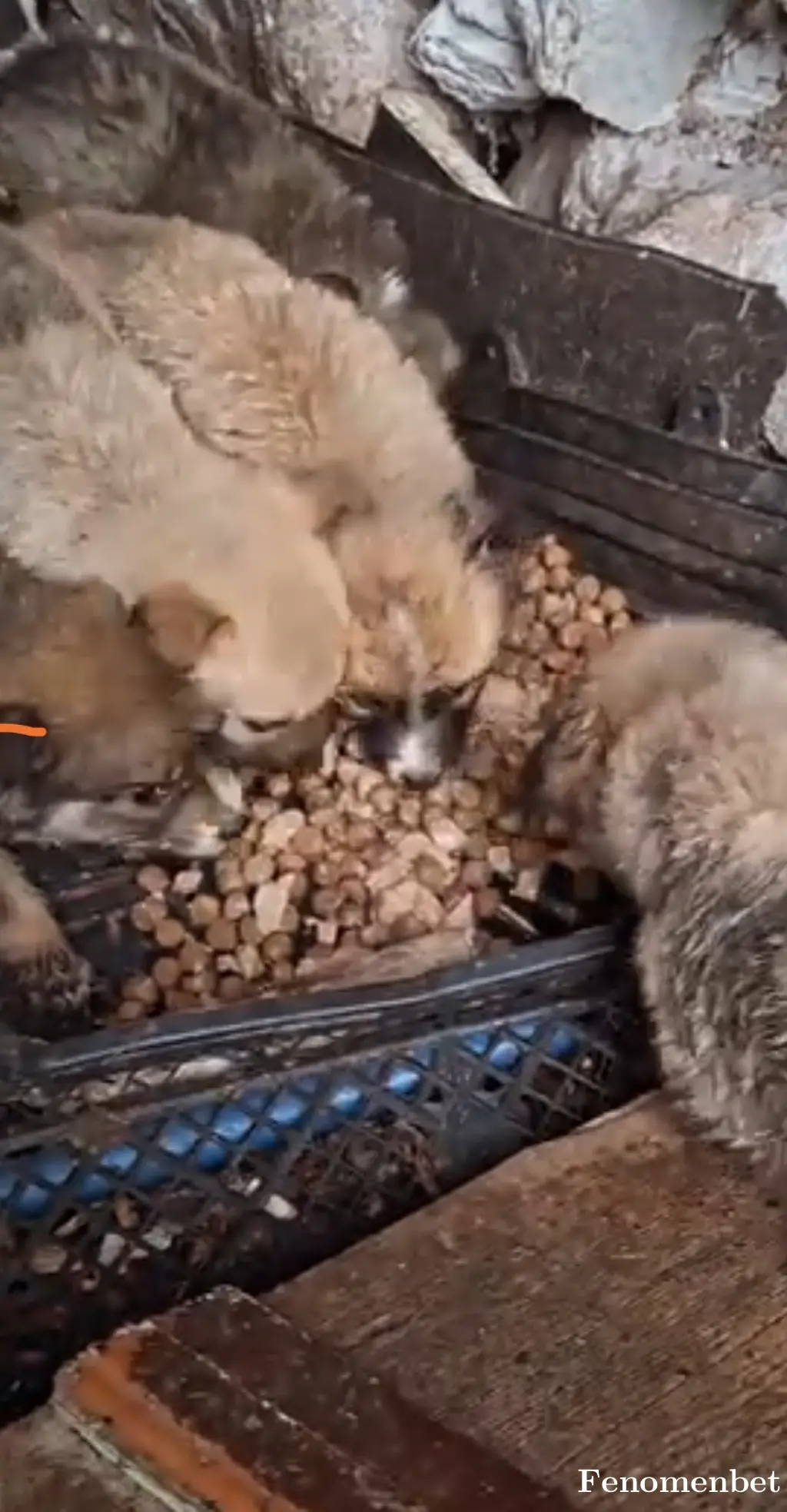 Nevoli1988 tarafından paylaşılan fotoğraf