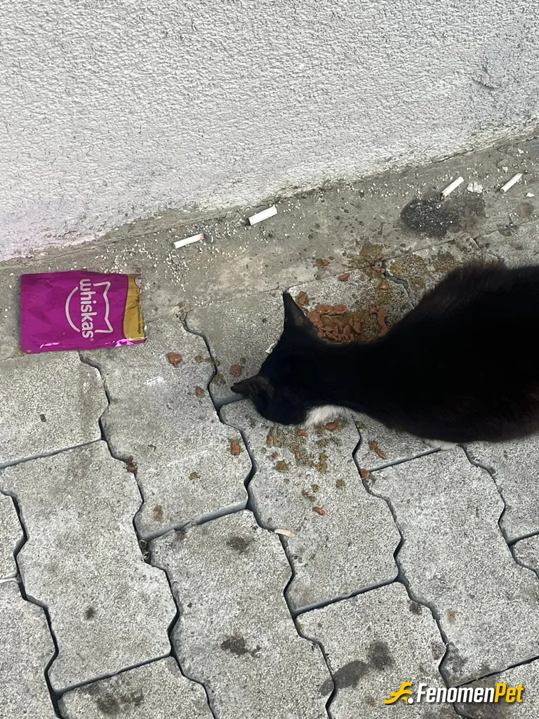 Sokak hayvanı besleme: Yeryüzündekilere merhamet edin ki gökyüzünden merhamet görün 😎