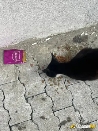 Sokak hayvanı besleme: Yeryüzündekilere merhamet edin ki gökyüzünden merhamet görün 😎